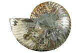 Cut & Polished Ammonite Fossil (Half) - Madagascar #282606-1
